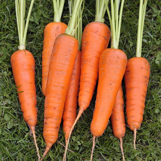 Carrot Norwich